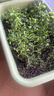 爱丽思（IRIS）种菜盆蔬菜种植箱塑料特大号阳台种菜专用箱神器户外花箱种花菜盆 【2个】(50cm长)绿色 送隔网 实拍图