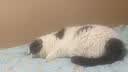 伟嘉猫粮老年猫粮老龄猫1.3kg海洋鱼味夹心粮全价粮 实拍图