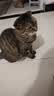 领先成猫尝鲜礼包主食级烘焙猫粮猫条餐盒汤包（新老款随机发货） 实拍图
