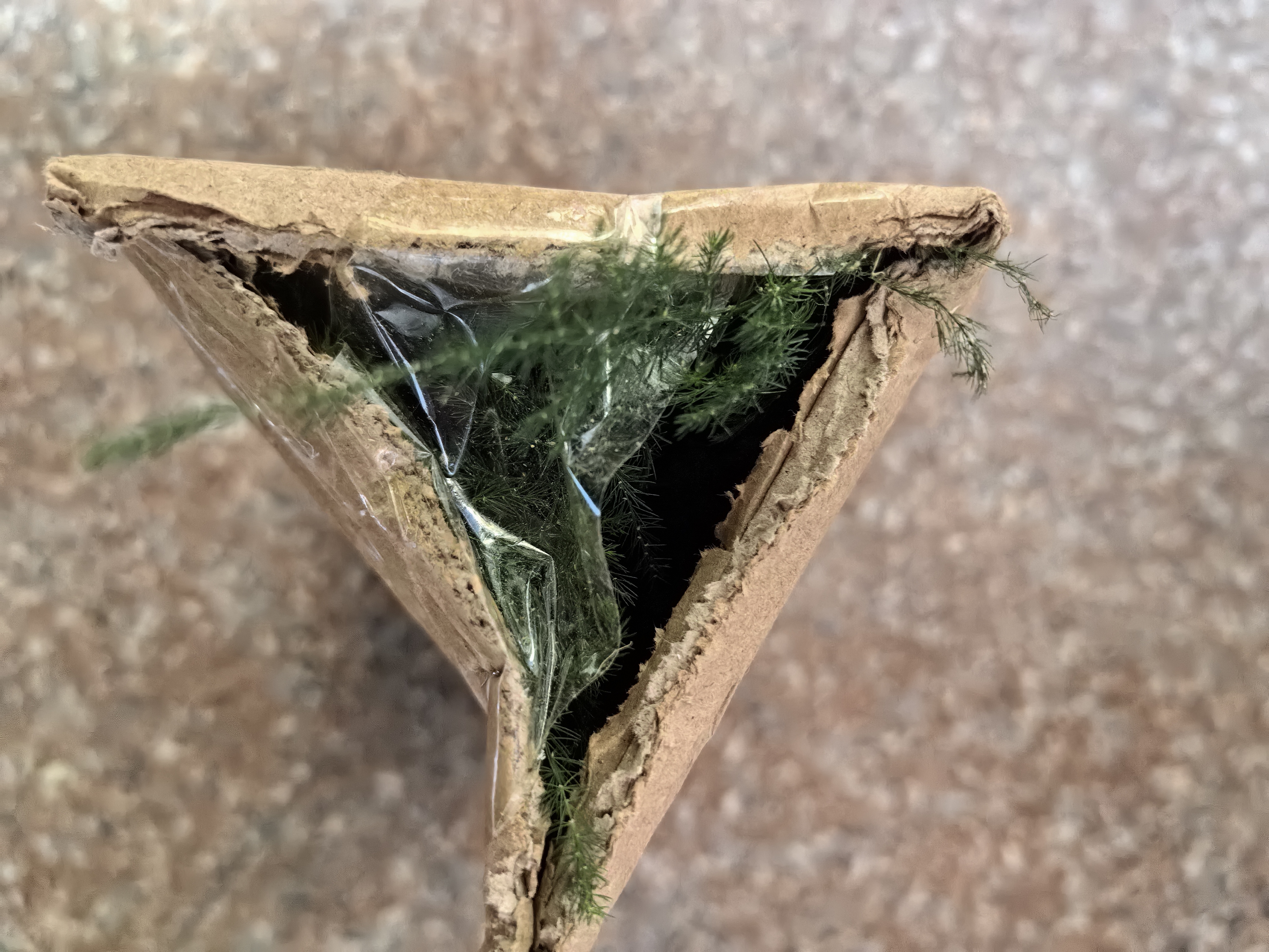 文竹盆栽绿植花卉盆景植物室内客厅水培文松云竹文竹大苗四季常青 文竹【1颗】原盆原土球发货 高度15-25cm 实拍图
