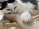 Orijen渴望猫粮 成猫幼猫粮 全价通用无谷原味鸡肉进口7.2kg效期27/5 实拍图