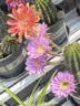 Keep拉筋板拉伸板斜踏板小腿拉筋瘦腿神器美腿中考训练辅助-冰川灰 实拍图
