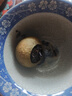 华祥苑茶叶自己喝新会小青柑普洱茶陈皮普洱熟茶柑普茶礼品 礼物 小青柑品鉴单颗装 9g*1包 实拍图
