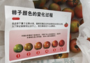京鲜生 北京草莓番茄净重4.5斤60g+铁皮水果西红柿密云种植源头直发 实拍图