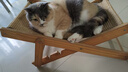 豆柴（docile）冻干三拼成猫粮无谷天然全价粮有益菌支持肠道健康猫主粮6kg  实拍图