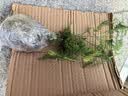 文竹盆栽绿植花卉盆景植物室内客厅水培文松云竹文竹大苗四季常青 文竹【1颗】原盆原土球发货 高度15-25cm 实拍图