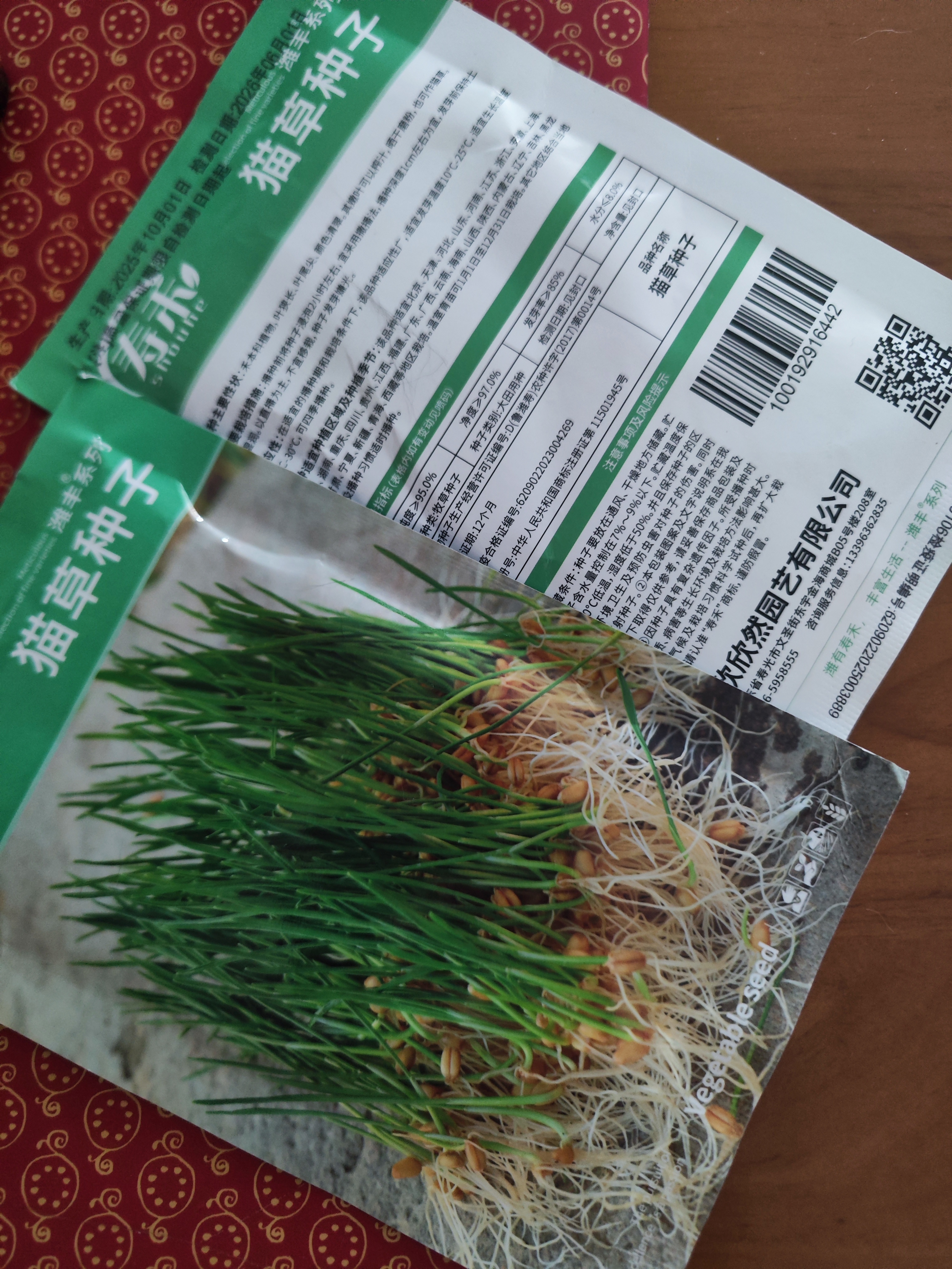 寿禾猫草种子水培小麦草麦苗盆栽芽苗菜种植 潍丰猫草种子50g约1000粒 实拍图
