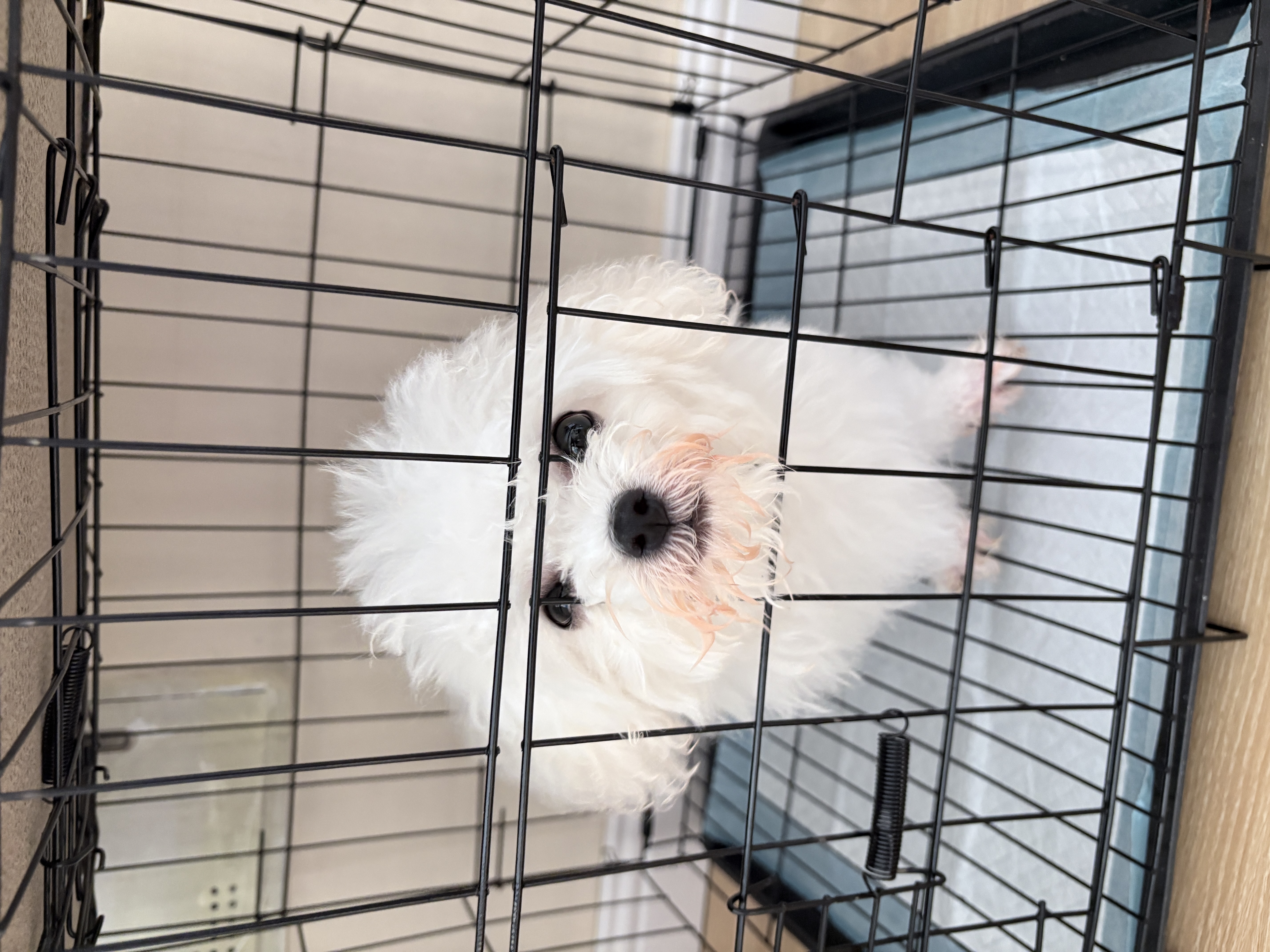 比乐狗粮 护肠冻干鸭肉梨比熊柴犬金毛田园犬小型犬成犬幼犬狗干粮 【清热降火】pro鸭肉梨200g试吃装 实拍图