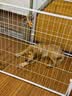 贝初众狗围栏室内宠物围栏狗笼子狗栅栏狗笼小中大型犬猫围栏狗笼折叠 160*80*80【适合中大型犬】 【6片】自由拼接组合围栏 加粗加密框架/无惧啃咬 实拍图