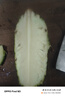 广东徐闻香水菠萝新鲜水果生鲜热带孕妇水果整箱包邮 【限时低价】1个装  净重650g起 实拍图