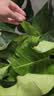行湘龟背竹盆栽绿植物土培小型室内观叶绿植盆栽办公室好养源头直发 实拍图