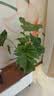 种花迷水培天堂鸟盆栽花卉植物室内客厅绿植面鹤望兰吸甲醛四季好养活 精品水培天堂鸟50-60厘米3棵【不含瓶】 实拍图