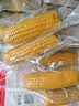 京鲜生 东北小糯九黄糯玉米150g*10棒 真空包装黏玉米棒 源头直发 实拍图