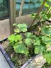 花美诺营养土养花通用型花土种花土壤大包50斤盆栽花卉种植土有机肥料 通用营养土100斤添加生根粉多菌灵 实拍图