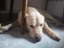 网易严选全价犬粮小型犬酸奶狗粮幼成犬通用促进消化博美柯基比熊10kg*2袋 实拍图