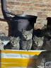 网易严选全价猫粮4.0 宠物主粮成幼猫无谷多重禽肉高蛋白 鸡鸭禽肉味10kg 实拍图