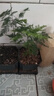 文竹盆栽绿植花卉盆景植物室内客厅水培文松云竹文竹大苗四季常青 小文竹【2棵更实惠】原土球发货 高度15-25cm 实拍图
