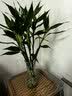 花翁富贵竹水培绿植招财转运室内客厅水养花卉盆栽植物文昌竹源头直发 实拍图