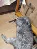 猫条猫咪零食成猫湿粮营养条幼猫猫零食猫罐头新鲜即食猫粮猫主食 牛肉味（80%鲜肉含量） 10只 实拍图