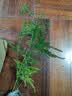 文竹盆栽绿植花卉盆景植物室内客厅水培文松云竹文竹大苗四季常青 文竹【1颗】原盆原土球发货 高度15-25cm 实拍图
