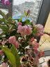 花翁海棠花盆栽树苗重瓣长寿冠盆景老桩庭院阳台绿植室内花卉源头直发 实拍图