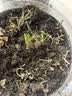 新韭菜根香韭菜根小叶韭菜根大叶韭菜根四季可栽好养活的庭院绿植 宽叶韭菜根400棵送肥 实拍图