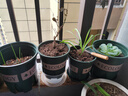 九千谷花盆加仑盆升级款塑料花盆家用园艺种植盆带托盘16*16cm3个装5068 实拍图