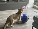 憨憨乐园猫玩具自嗨神器逗猫球猫咪玩具自己玩解闷不倒翁猫转盘逗猫棒用品 实拍图