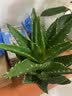 花翁芦荟盆栽室内净化空气绿植物办公桌面多肉四季花卉仙人掌源头直发 实拍图