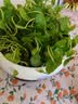 铜钱草水培植物大叶水栽鱼缸水养绿植金钱草小水草客厅室内外花卉 铜钱草盆栽（2盆） 实拍图