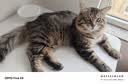 愛肯拿（ACANA）猫粮 牧场盛宴成猫幼猫粮 高蛋白无谷进口鸡肉粮5.4kg 效期27/5 实拍图
