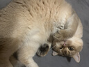 喔喔（WOWO）全价猫粮 经典大蓝包冻干三鲜 成猫幼猫通用猫干粮 海苔味3斤 实拍图