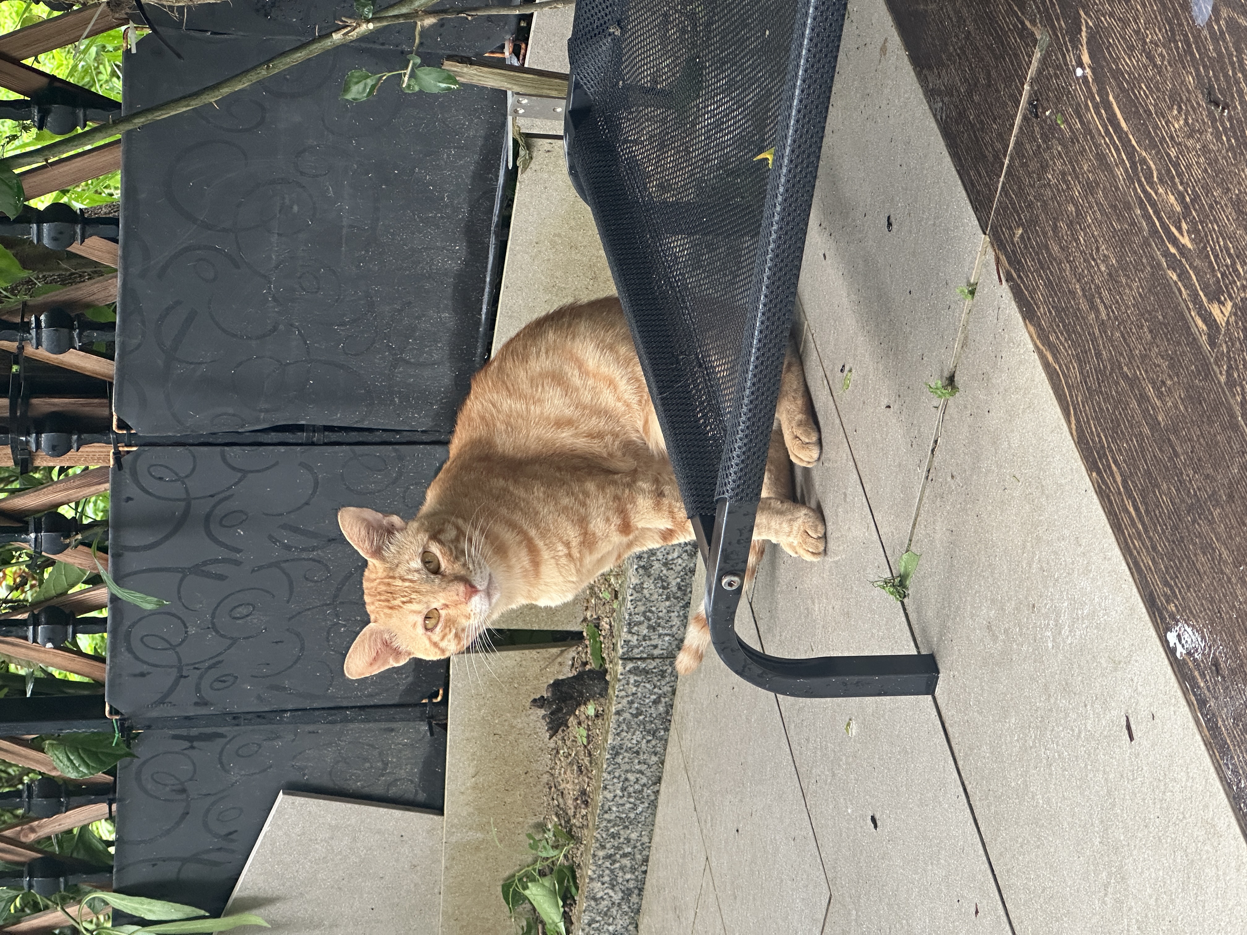 力狼（LILANG）宠物猫粮幼猫成猫零食猫湿粮猫咪猫罐头 金枪鱼+鸡肉170g*12罐 实拍图