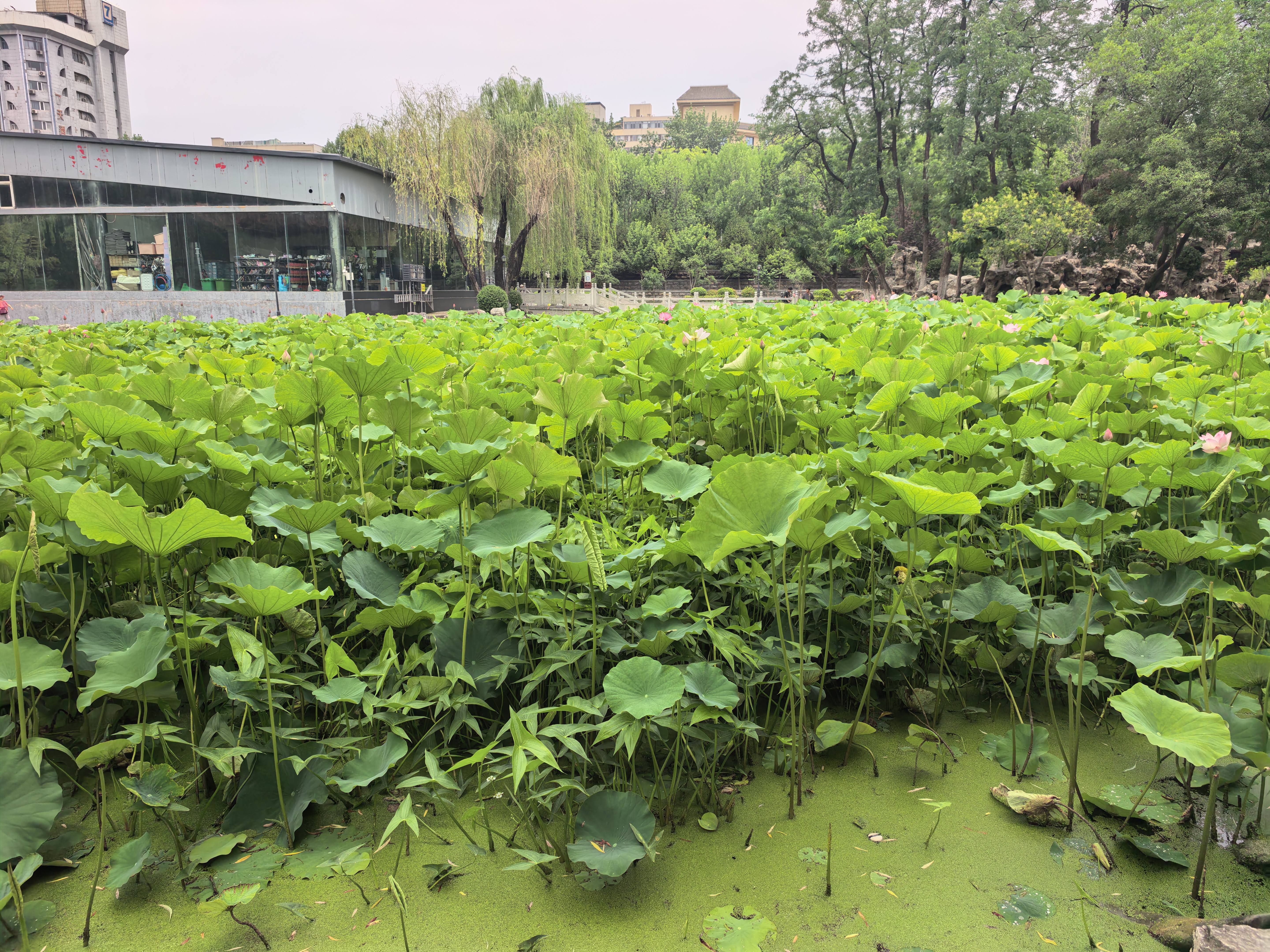 福东海五味子160g【甄选系列】搭黄芪麦冬茶包止出汗养生茶泡酒搭菟丝子 实拍图