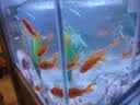 森森超白鱼缸一体缸自循环家用办公室桌面小型水族箱HEJ-380 实拍图