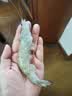 北海湾 虾 青岛大虾鲜活冷冻基围虾 虾类 海鲜水产生鲜白虾青虾海虾对虾 气冻大虾 3斤(净重)  16-18cm【单只冻 特大虾】 实拍图