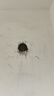 啄管家维修墙面刷新上门预付款旧房粉刷老房翻新二手房乳胶漆装修刷漆补 墙面局部刷新/修补 实拍图