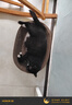 玫斯（metz）猫粮无谷天然猫粮成猫幼猫全阶段鲜肉孕猫全价奶糕猫粮 玫斯无谷鲜肉全猫粮1.5KG 实拍图