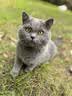 亿迪猫粮全价成猫幼猫冻干全阶段5斤布偶蓝猫英短橘猫通用小包装2.5kg 实拍图