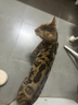麦富迪猫粮 超肉粒冻干双拼成猫粮美毛护肠胃 三文鱼2kg 实拍图