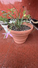 爱丽思（IRIS）特大号圆形花盆种树庭院超大加厚大盆景树木无花果蓝莓果树种植盆 7号米色 约3.3L (口径20.9cm) 实拍图