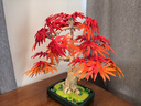 乐高（LEGO）积木10348 心动的信号同款红枫盆景男女孩玩具七夕情人节礼物 实拍图