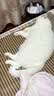 皇家成猫猫粮 营养均衡 F32 通用粮 1-7岁 4.5KG 实拍图