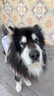 皇家狗粮 成犬狗粮 犬粮 宠物大型犬 GR26全价犬粮≥15月15KG 实拍图