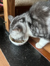 冠能猫粮室内成猫猫粮10kg 全价猫粮 添加膳食纤维 控制毛球 实拍图