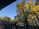 金隆兴轻奢玻璃透明花瓶大口径摆件客厅插花艺术水培水养玫瑰郁金香 实拍图