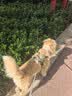 护舒宝考拉散热安睡裤M码16条裤型卫生巾安心裤姨妈巾夜安裤自营密封 实拍图