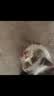 猫人【一裤三穿】安全裤打底裤无痕收腹提臀冰丝平角裤免穿内裤防走光 实拍图