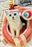 瑞诺氏【中科院研发】猫咪益生菌软便拉稀调理肠胃呕吐腹泻便秘幼猫用 实拍图