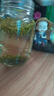 竹叶青绿茶 峨眉山2026新茶 特级品味100g 袋装茶叶自己喝14004 实拍图